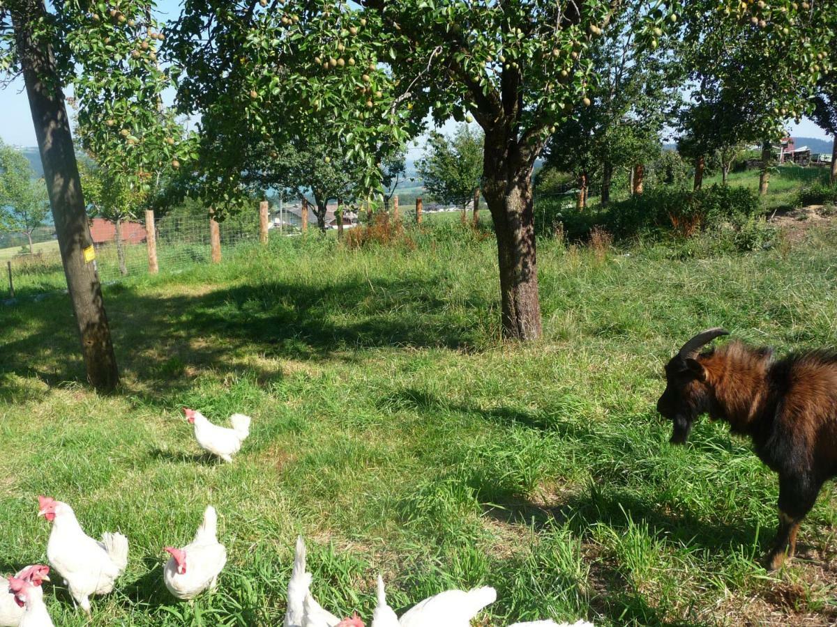 Familienferienhof Stabauer Zell am Moos Esterno foto